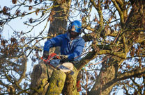 Affordable Local Tree Surgeon/Tree Surgeons